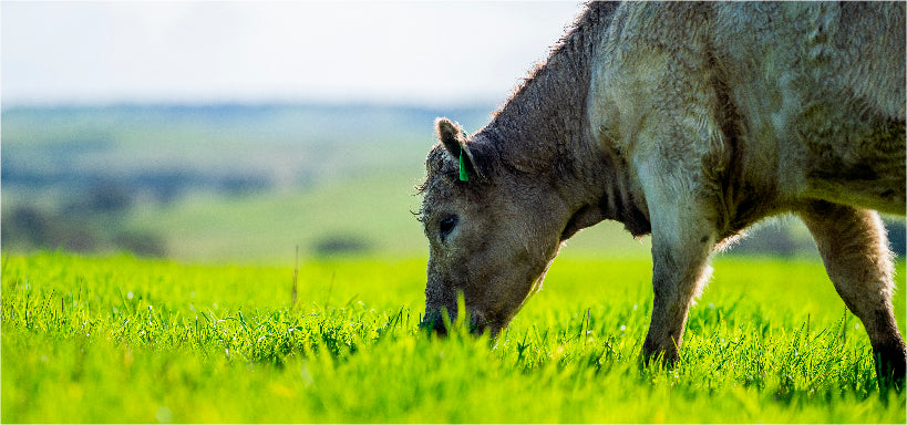 Anarticletemplate Regenfarming Header Jpg