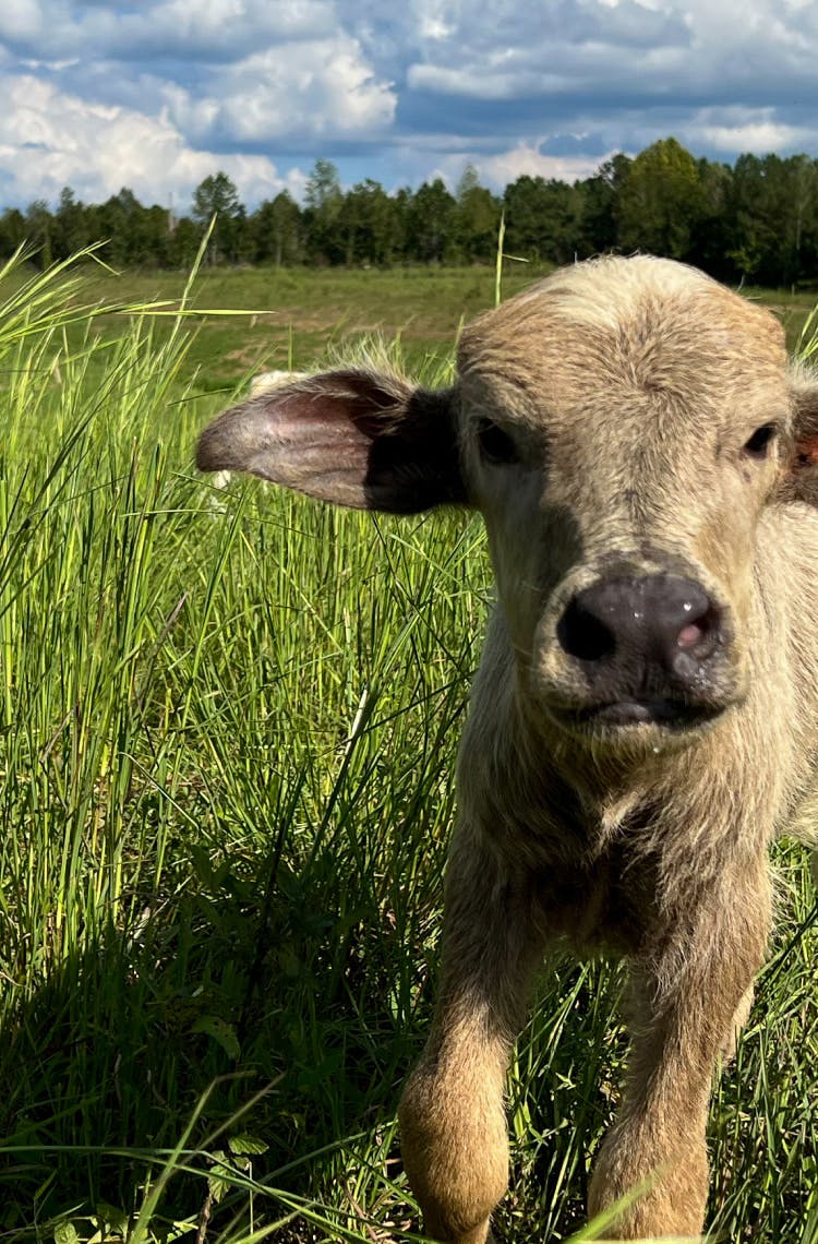 Water buffalo laying in the grass