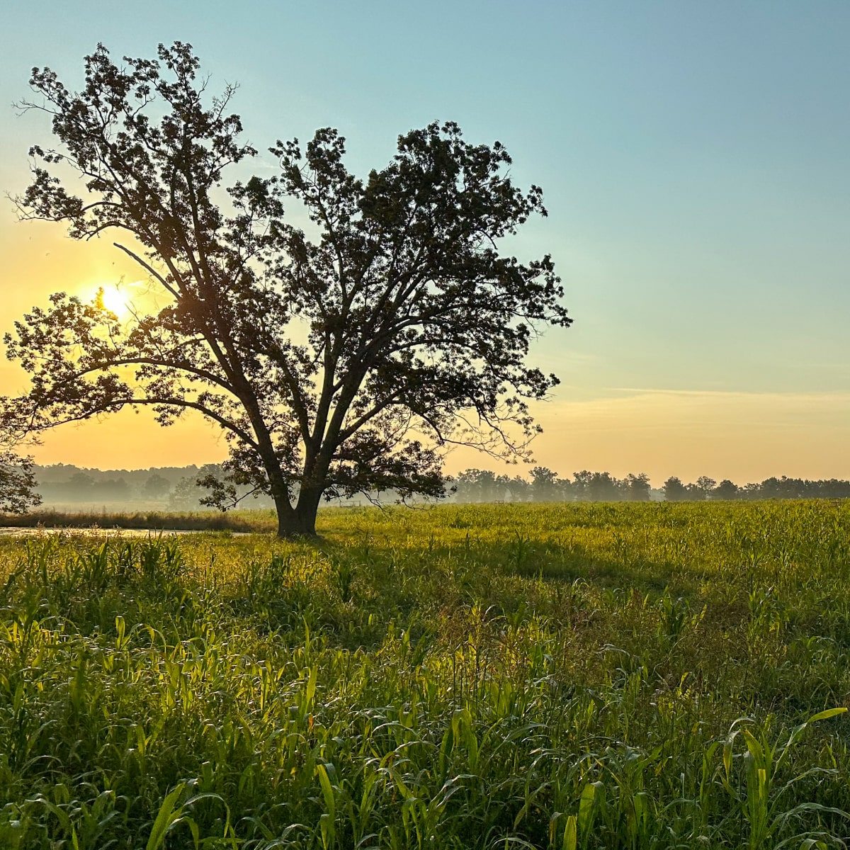 farm landscape