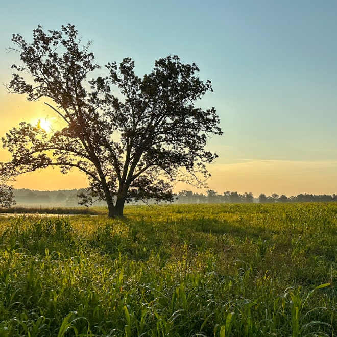 farm landscape